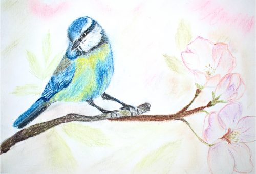 Blaumeise_April 2024